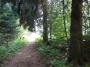 Paysages de forêt