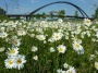 Vive les Marguerites...
