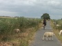 Zig zags moutons